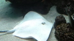 Топ 10: ретки и убави албиноси